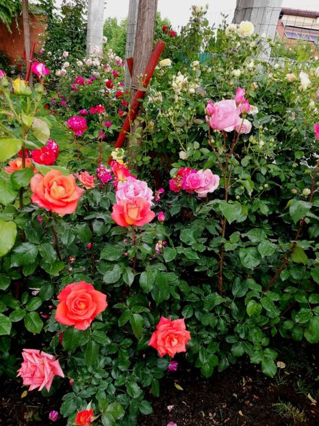  - Trandafiri comerciali