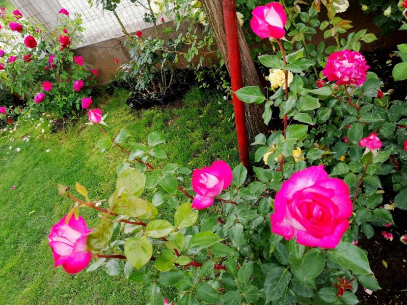  - Trandafiri comerciali