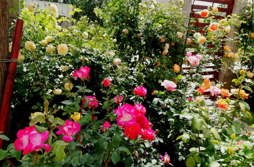  - Trandafiri comerciali