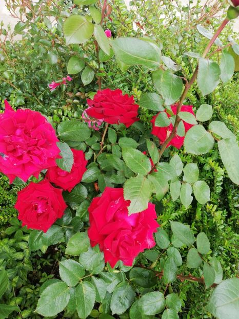  - Trandafiri comerciali