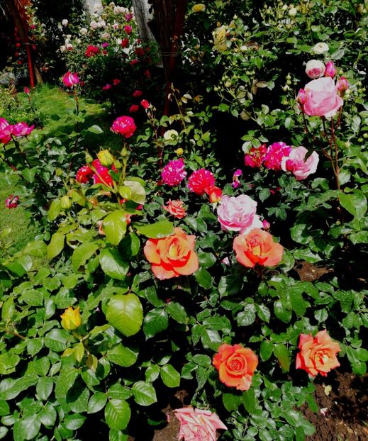  - Trandafiri comerciali