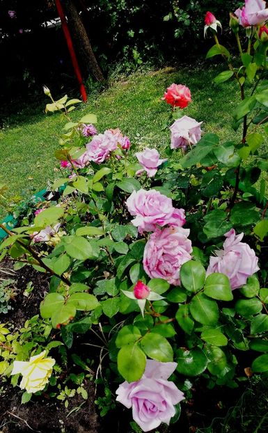  - Trandafiri comerciali