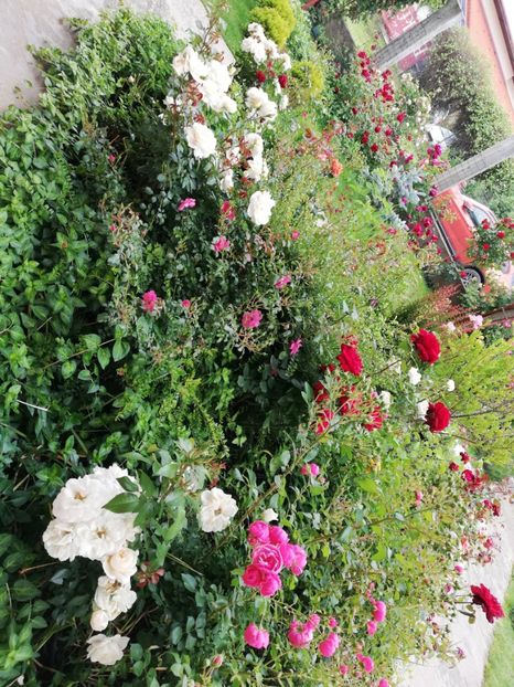  - Uetersener klosterrose- urcator