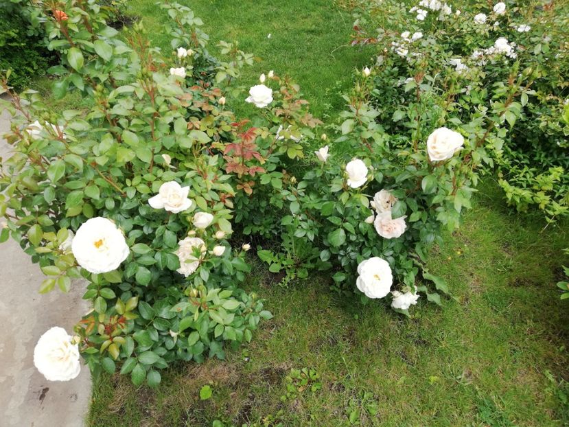  - Uetersener klosterrose- urcator