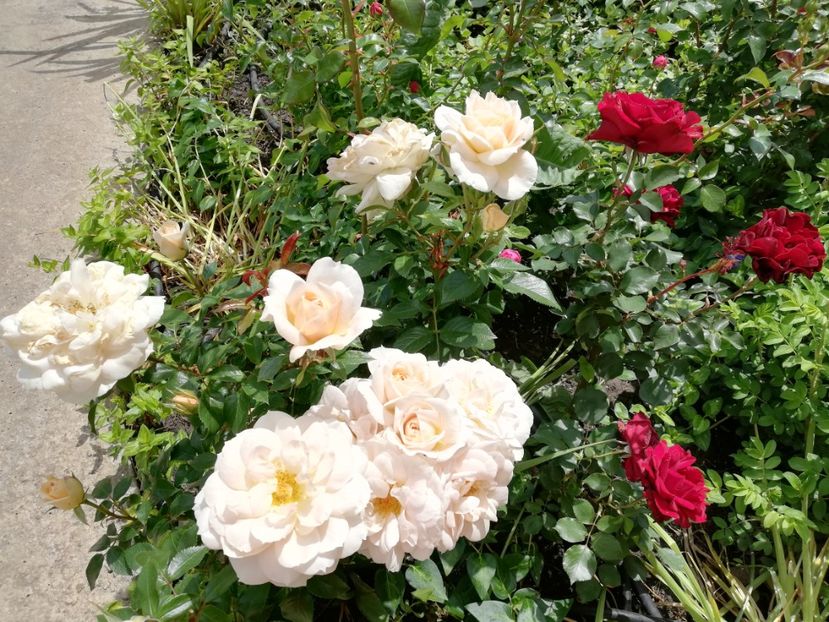  - Uetersener klosterrose- urcator