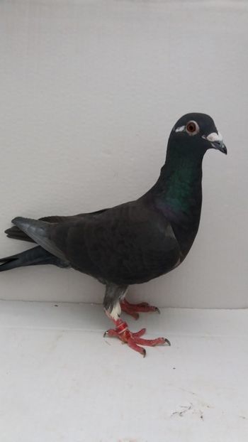 F 2019 vanduta - De! voiajori vanduti