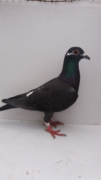 F 2019 vanduta - De! voiajori vanduti