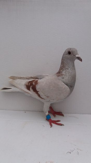 F 2019 vanduta - De! voiajori vanduti