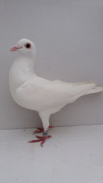 F 2015 vanduta - De! voiajori vanduti