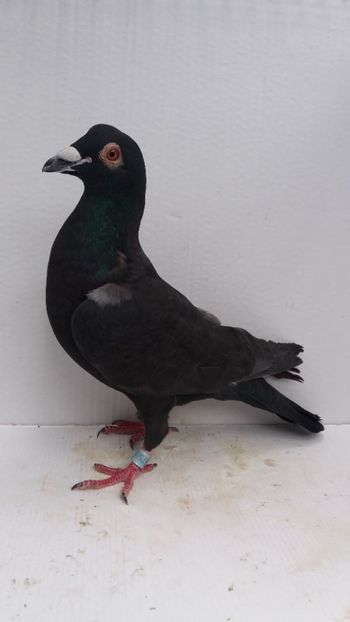M 2015 vandut - De! voiajori vanduti