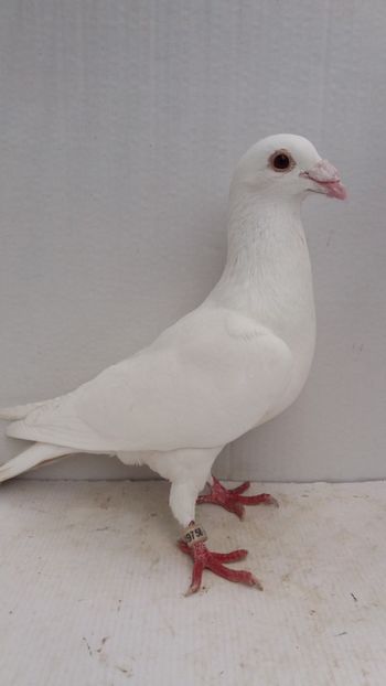 M 2012 vandut - De! voiajori vanduti