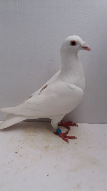 M 2019 vandut - De! voiajori vanduti