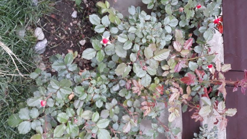 20200525_070109(0) - 4 iunie 2020