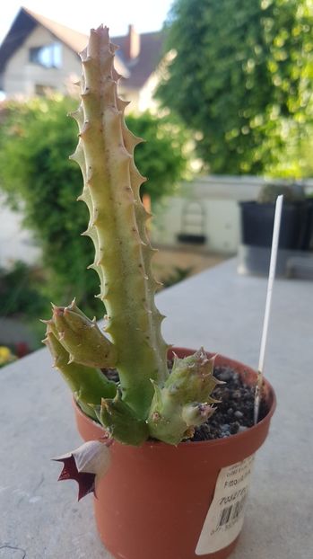 Huernia keniensis - Stapeliade 2018-2021-2022