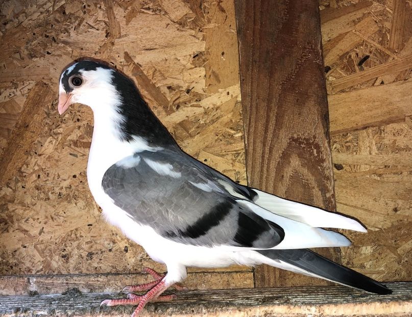 8610  femelă  2020 - Plecați ALBUM 2