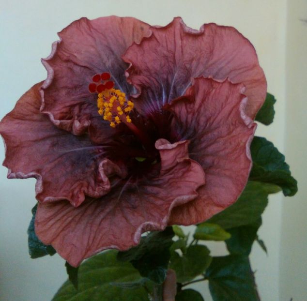  - Hibiscus Nightmare