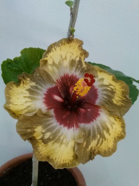  - Hibiscus Shiva