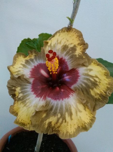  - Hibiscus Shiva