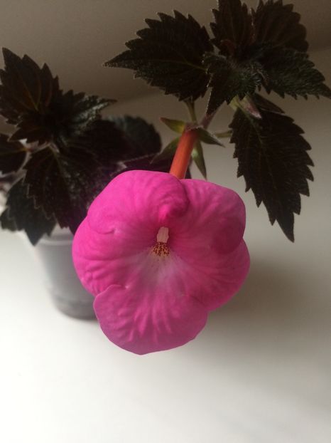 4.06.2020- Watterlow’s Triumph - Achimenes 2020