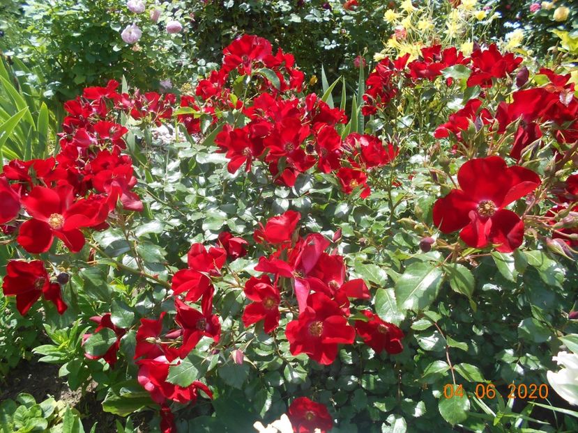  - 1Trandafiri 2020