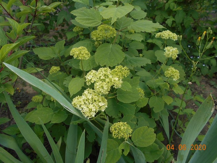  - 1Azalee-rhododendroni-heleborusi-hortensii-hoste 2020