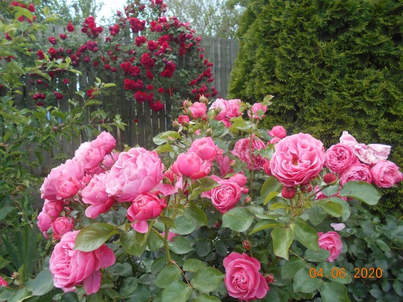  - 1Trandafiri 2020