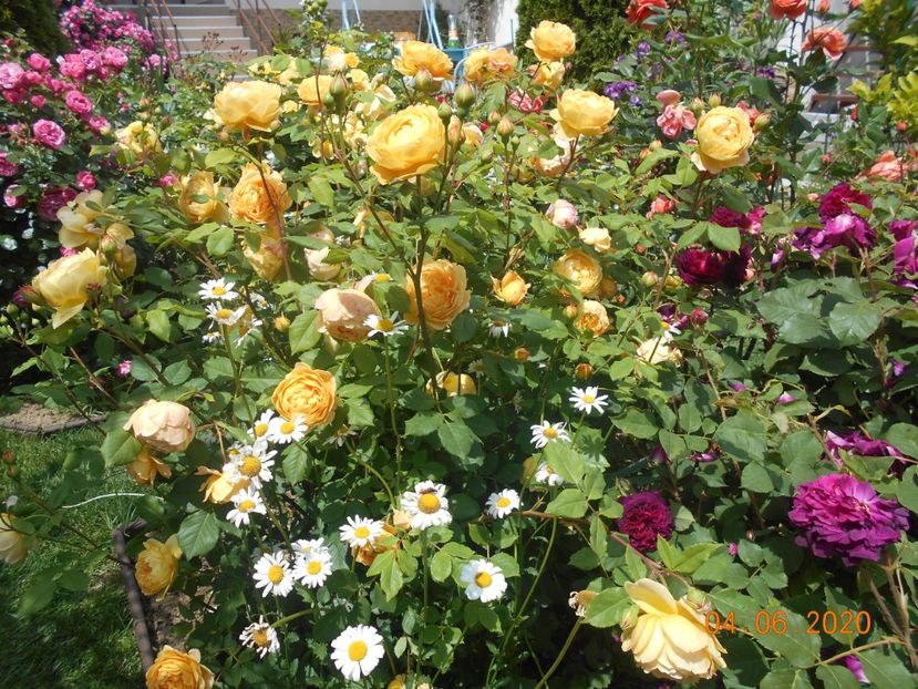  - Golden Celebration