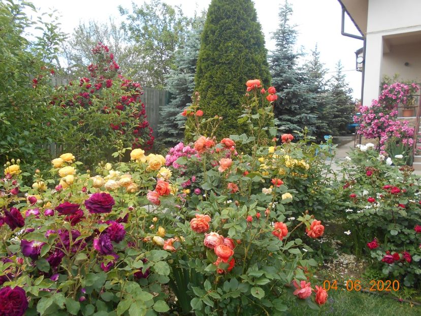  - 1Trandafiri 2020