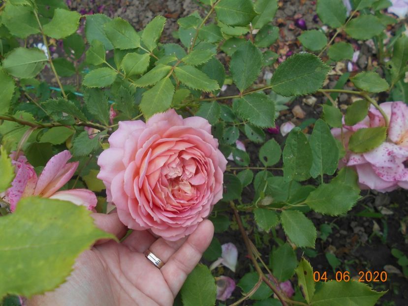  - Jubilee Celebration