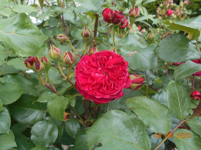  - Red Leonardo Da Vinci