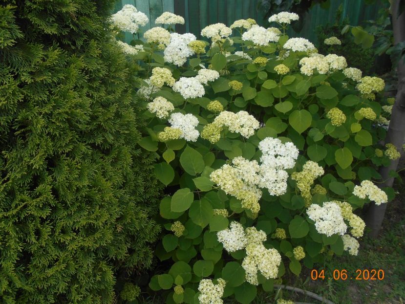  - 1Azalee-rhododendroni-heleborusi-hortensii-hoste 2020