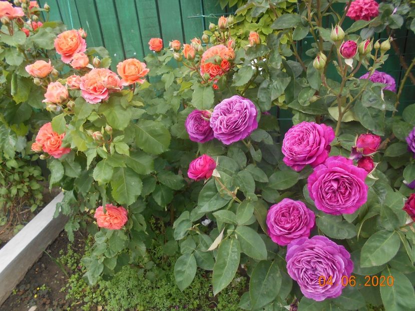  - 1Trandafiri 2020