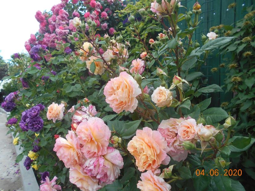  - 1Trandafiri 2020