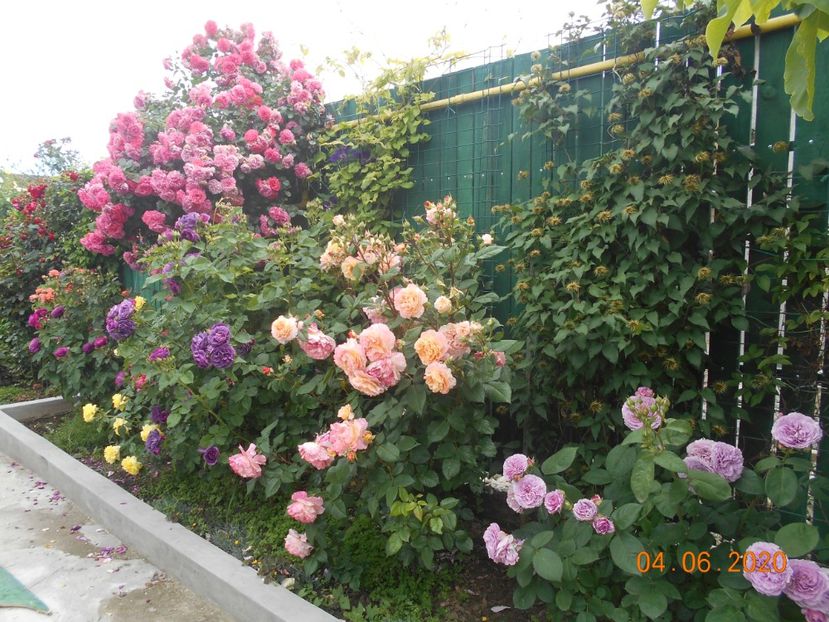  - 1Trandafiri 2020