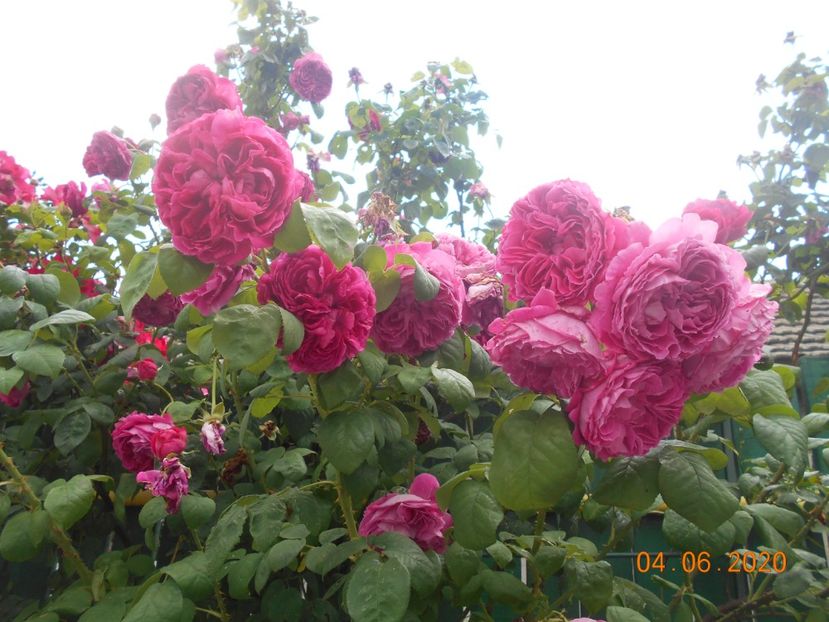  - Madame Isaac Pereire