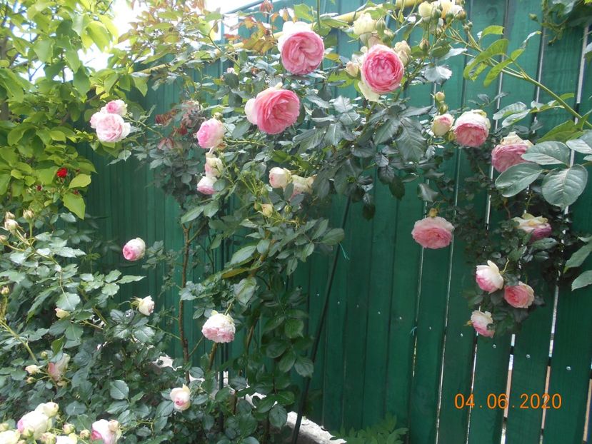  - 1Trandafiri 2020