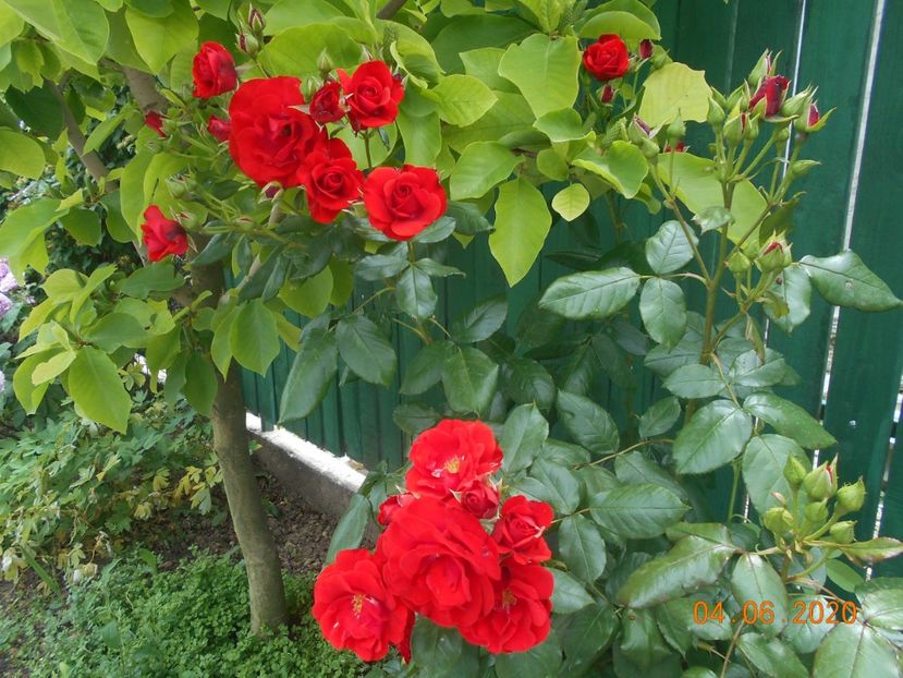  - 1Trandafiri 2020