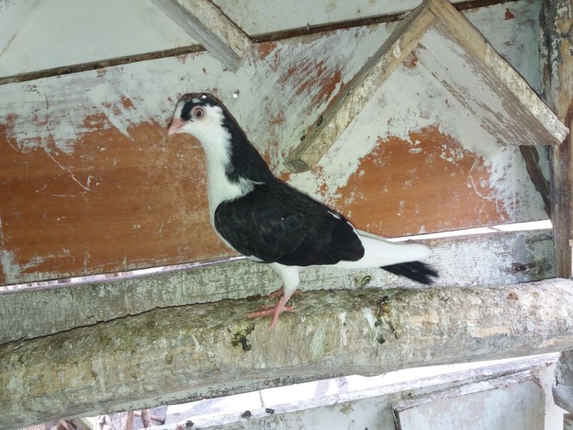 8511  femelă  2020 - Plecați ALBUM 2