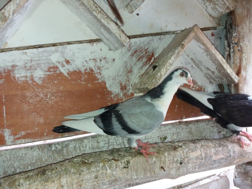 8542  mascul  2020 - Plecați ALBUM 2