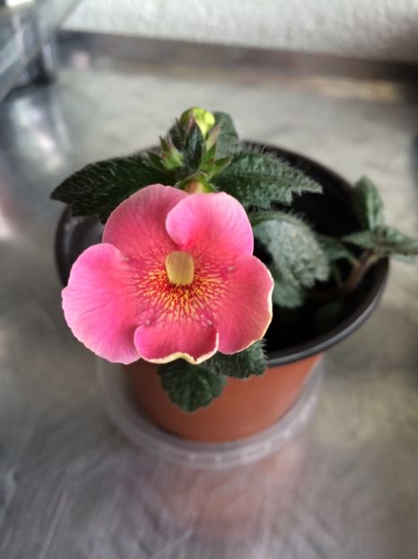 4.06.2020– IR.8 - Achimenes 2020