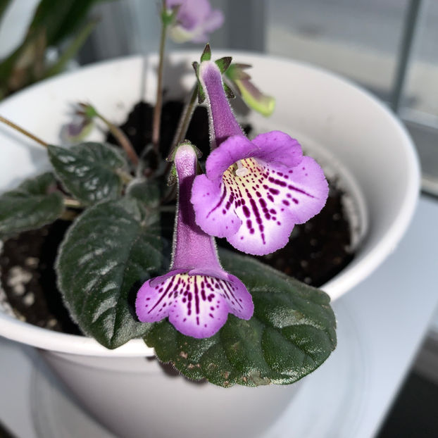  - Plante de interior 2020