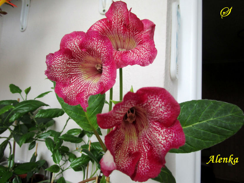 Alenka(4-06-2020) - Gloxinii 2020