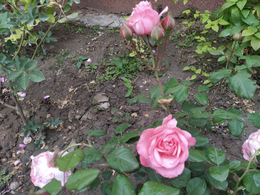 Laurent Cabrol - Mai 2020