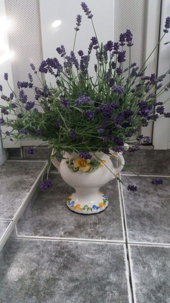 Lavandula hydcote blue - Gradina si terasa PrimaLuce_5-Flori si buchete