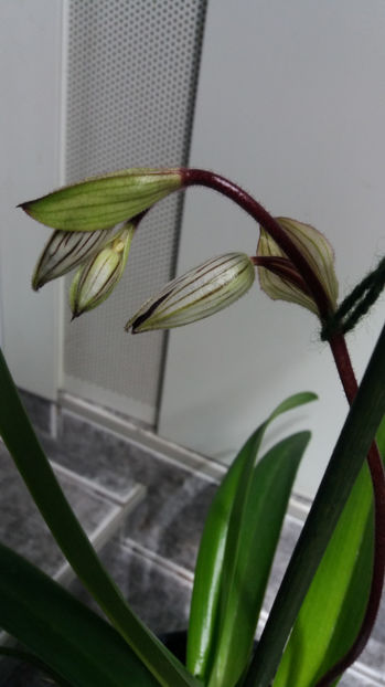 paphiopedilum "philippinense" - Orhidee_5_simpodiale fără pseudobulbi