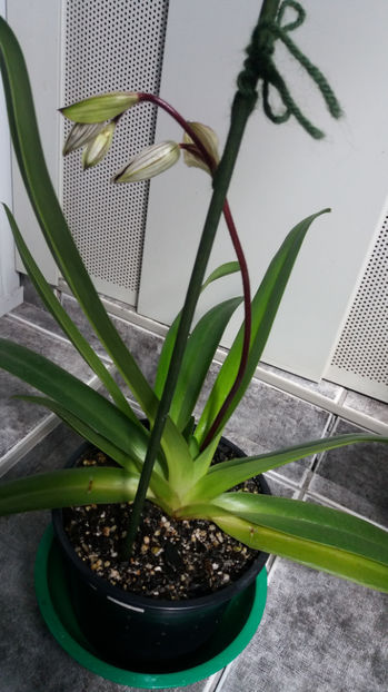 paphiopedilum "philippinense" - Orhidee_5_simpodiale fără pseudobulbi