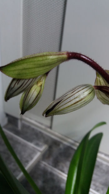 paphiopedilum "philippinense" - Orhidee_5_simpodiale fără pseudobulbi