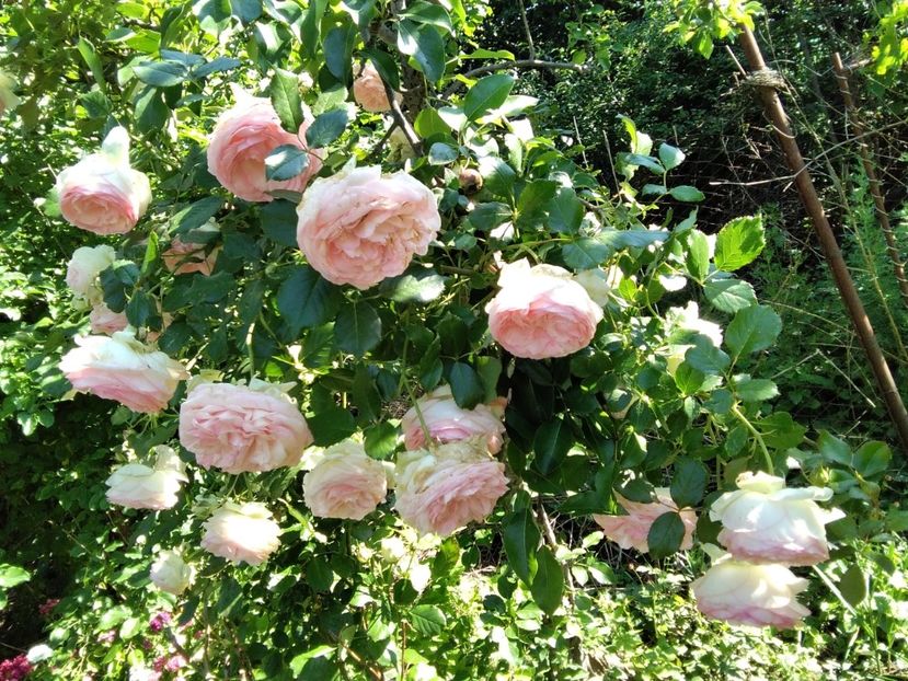 eden rose - Gradina primăvara 2020