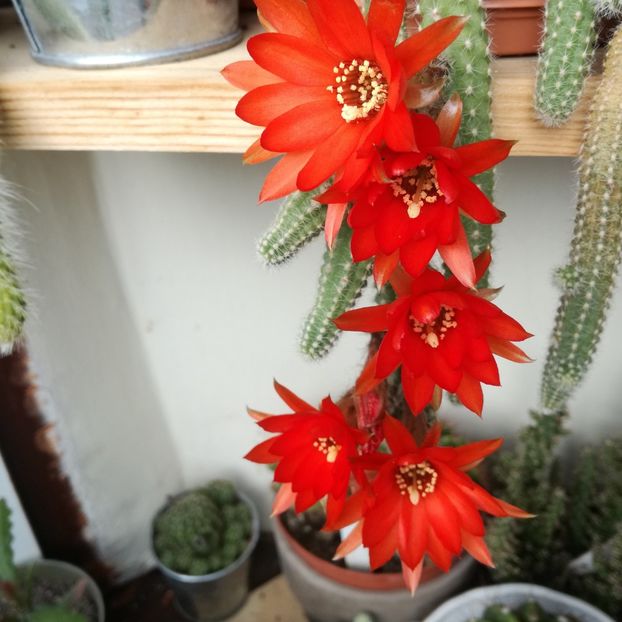 Chamaecereus silvestrii - Cactus 2020