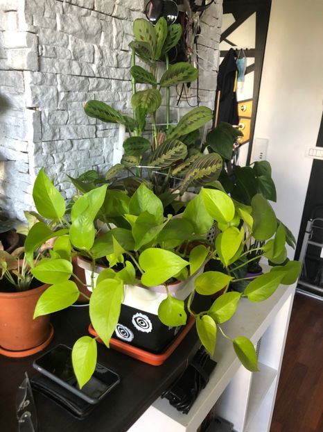 9A0FFCC5-E133-41B0-BBB9-7D1CACFBAD62 - Colectia pothos syngonium philodendron